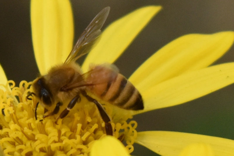 蜂蜜　ミツバチ
