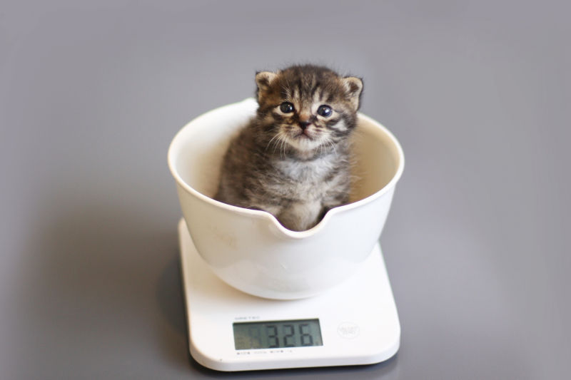 猫　体重計