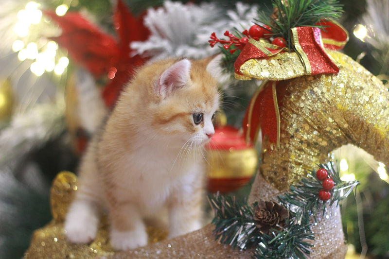 クリスマス　猫