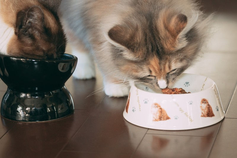 猫　食事